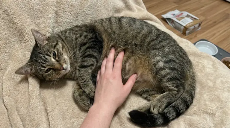 Gatto tigrato sdraiato su una coperta mentre una mano gli tocca delicatamente la pancia