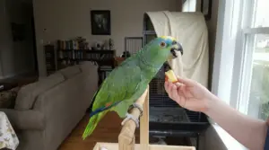 Pappagallo verde su posatoio in casa mentre una mano gli offre un pezzo di mela vicino alla finestra