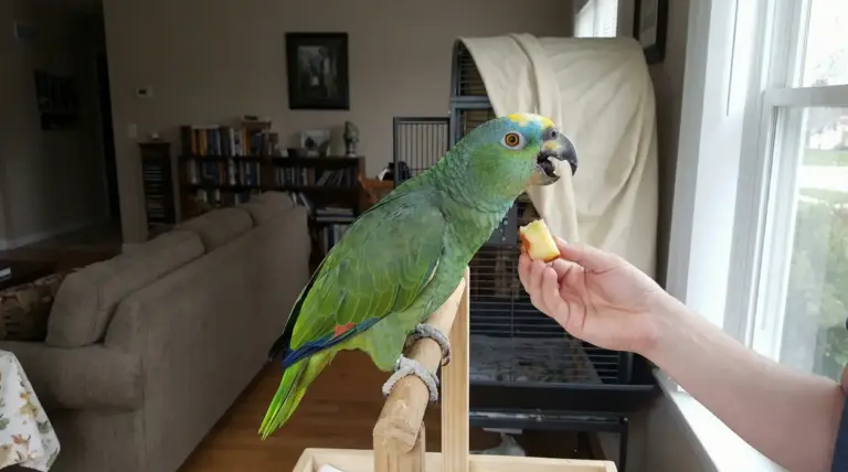 Pappagallo verde su posatoio in casa mentre una mano gli offre un pezzo di mela vicino alla finestra