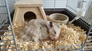 Criceto che dorme nella gabbia su trucioli, vicino a una casetta di legno e alla ciotola del cibo